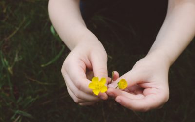 Activité : botanique – Etudier la composition d’une fleur