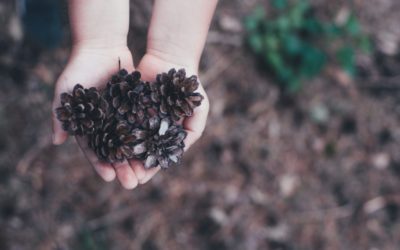 Expérience : pourquoi les pommes de pin s’ouvrent et se ferment ?